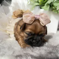 Lexi #4, a female Shih Tzu for sale in Mount Vernon, WA – 6 of 8