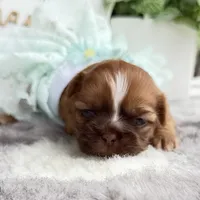 Lizzy #2, a female Shih Tzu for sale in Mount Vernon, WA – 1 of 7