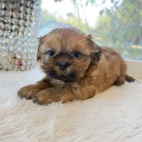 Lee #5 AKC, a male Shih Tzu for sale in Mount Vernon, WA – 8 of 8