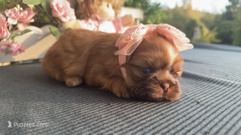 Lizzy #2 – Shih Tzu puppy for sale in Mount Vernon, WA