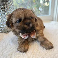 Lee #5 AKC, a male Shih Tzu for sale in Mount Vernon, WA – 5 of 8