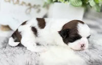 Enzo, a male Shih Tzu for sale in Mount Vernon, WA – 3 of 9