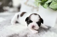 Enzo, a male Shih Tzu for sale in Mount Vernon, WA – 8 of 9