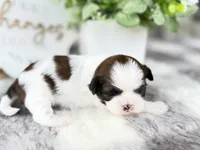 Enzo, a male Shih Tzu for sale in Mount Vernon, WA – 5 of 9