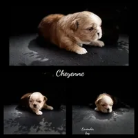 Cheyenne , a male Shih Tzu for sale in Mount Vernon, WA – 7 of 8