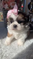 Evie, a female Shih Tzu for sale in Mount Vernon, WA – 5 of 9