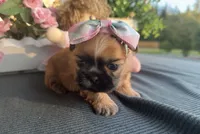 Tiny Lily #1, a female Shih Tzu for sale in Mount Vernon, WA – 8 of 8
