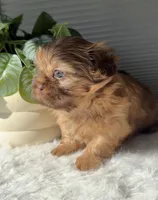 Pepper, a male Shih Tzu for sale in Mount Vernon, WA – Photo 2 of 6