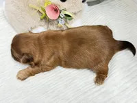 Pepper, a male Shih Tzu for sale in Mount Vernon, WA – Photo 6 of 6