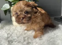 Pepper, a male Shih Tzu for sale in Mount Vernon, WA – Photo 3 of 6