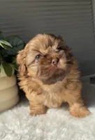 Pepper, a male Shih Tzu for sale in Mount Vernon, WA – Photo 1 of 6