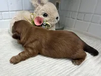 Pepper, a male Shih Tzu for sale in Mount Vernon, WA – Photo 5 of 6