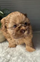 Pepper, a male Shih Tzu for sale in Mount Vernon, WA – Photo 5 of 6