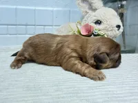 Pepper, a male Shih Tzu for sale in Mount Vernon, WA – Photo 4 of 6