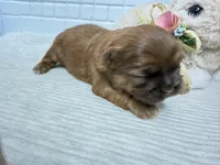 Pepper, a male Shih Tzu for sale in Mount Vernon, WA – Photo 3 of 6