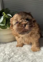 Pepper, a male Shih Tzu for sale in Mount Vernon, WA – Photo 4 of 6