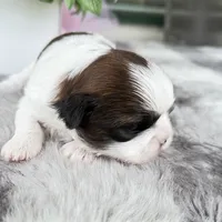 Enzo, a male Shih Tzu for sale in Mount Vernon, WA – 6 of 9