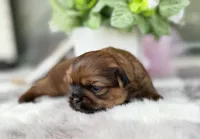 Lee , a male Shih Tzu for sale in Mount Vernon, WA – 6 of 10