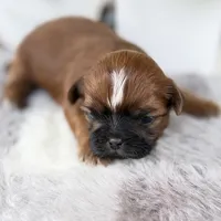 Elvis , a male Shih Tzu for sale in Mount Vernon, WA – 6 of 9