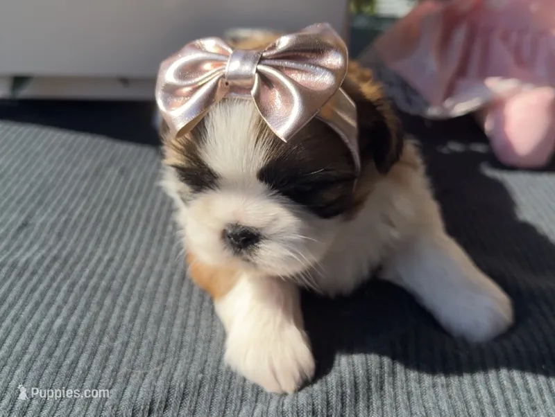 Evie – Shih Tzu puppy for sale in Mount Vernon, WA
