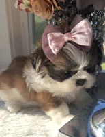 Evie, a female Shih Tzu for sale in Mount Vernon, WA – 2 of 9