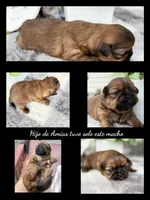 Lee , a male Shih Tzu for sale in Mount Vernon, WA – 8 of 10
