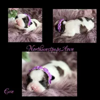 Evie, a female Shih Tzu for sale in Mount Vernon, WA – 7 of 7