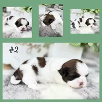Enzo, a male Shih Tzu for sale in Mount Vernon, WA – 2 of 9