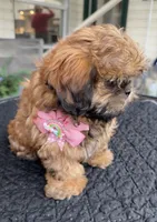 Julie, a female Shih Tzu for sale in Mount Vernon, WA – Photo 9 of 10