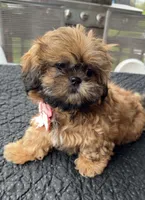 Julie, a female Shih Tzu for sale in Mount Vernon, WA – Photo 6 of 10