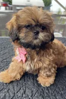 Julie, a female Shih Tzu for sale in Mount Vernon, WA – Photo 4 of 10