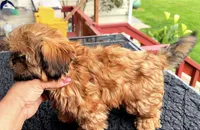 Julie, a female Shih Tzu for sale in Mount Vernon, WA – Photo 10 of 10