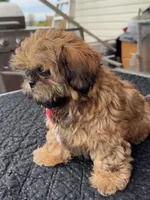 Julie, a female Shih Tzu for sale in Mount Vernon, WA – Photo 3 of 10