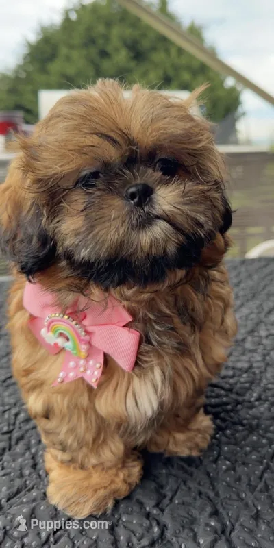 Julie – Shih Tzu puppy for sale in Mount Vernon, WA