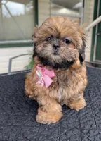 Julie, a female Shih Tzu for sale in Mount Vernon, WA – Photo 8 of 10