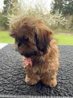 Julie, a female Shih Tzu for sale in Mount Vernon, WA – Photo 7 of 10