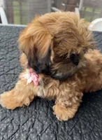 Julie, a female Shih Tzu for sale in Mount Vernon, WA – Photo 5 of 10