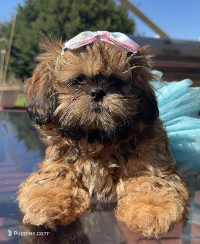 Julie – Shih Tzu puppy for sale in Mount Vernon, WA