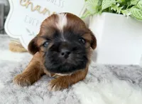Elvis , a male Shih Tzu for sale in Mount Vernon, WA – 2 of 9