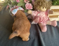 Tiny Lily #1, a female Shih Tzu for sale in Mount Vernon, WA – 7 of 8
