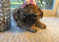 Luzia # 3 AKC, a female Shih Tzu for sale in Mount Vernon, WA – 3 of 6