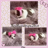 Elsie , a female Shih Tzu for sale in Mount Vernon, WA – 9 of 9