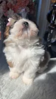 Evie, a female Shih Tzu for sale in Mount Vernon, WA – 8 of 9