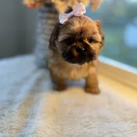 Lexi #4 AKC, a female Shih Tzu for sale in Mount Vernon, WA – 7 of 7