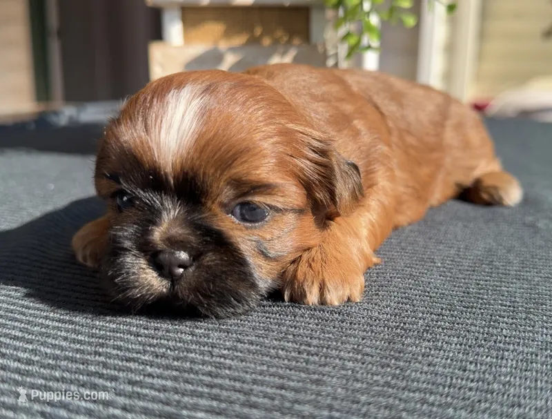 Elvis  – Shih Tzu puppy for sale in Mount Vernon, WA