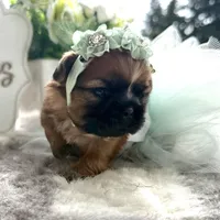 Lily #1, a female Shih Tzu for sale in Mount Vernon, WA – 3 of 7