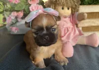 Tiny Lily #1, a female Shih Tzu for sale in Mount Vernon, WA – 1 of 8