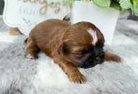Elvis , a male Shih Tzu for sale in Mount Vernon, WA – 4 of 9