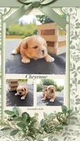 Cheyenne , a male Shih Tzu for sale in Mount Vernon, WA – 3 of 8