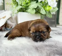 Lee , a male Shih Tzu for sale in Mount Vernon, WA – 10 of 10